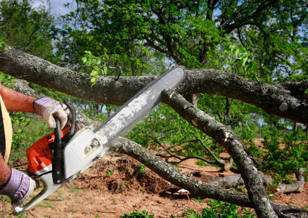 Lawn Renovation and Restoration in Richwood, TX